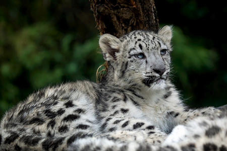 小雪豹Pantherauncia年轻雪豹猫科动物干净的婴儿图片