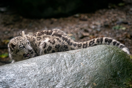 雪豹美洲乌西亚年轻的雪豹肉食动物休息美丽的图片