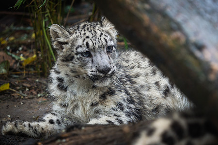 黑豹肖像雪美洲乌西亚年轻的雪豹猫图片