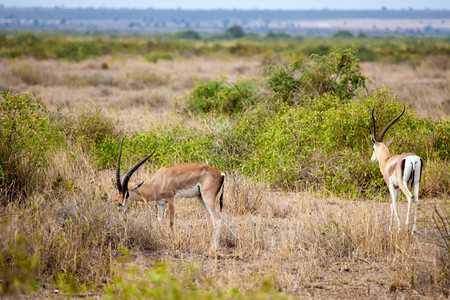 户外环境在肯尼亚草原吃的两只羚羊默奇森图片