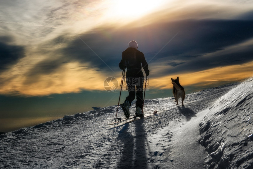 冬季滑雪的运动者与狗图片