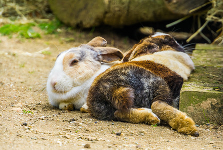 眼目脸外套两只三色土豆兔子一起躺在地上流行的荷兰兔从内河边繁殖出来锥体背景