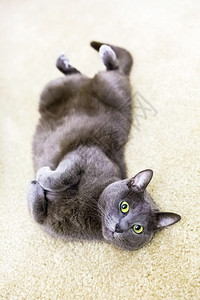 懒惰的趴在背上地毯可爱猫俏皮准备趴在背上的地毯可爱猫俏皮国内灰色图片