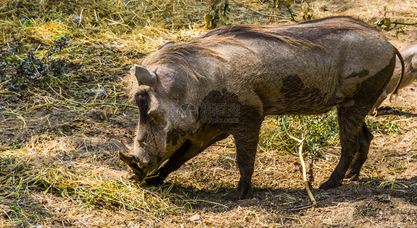 哺乳动物谷仓非洲流行的野生猪种马近身女公母鼠来自非洲宠物图片