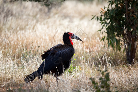 一只大黑鸟在草地上张红脸大黑鸟在草地上张红脸喙犀鸟克鲁格图片