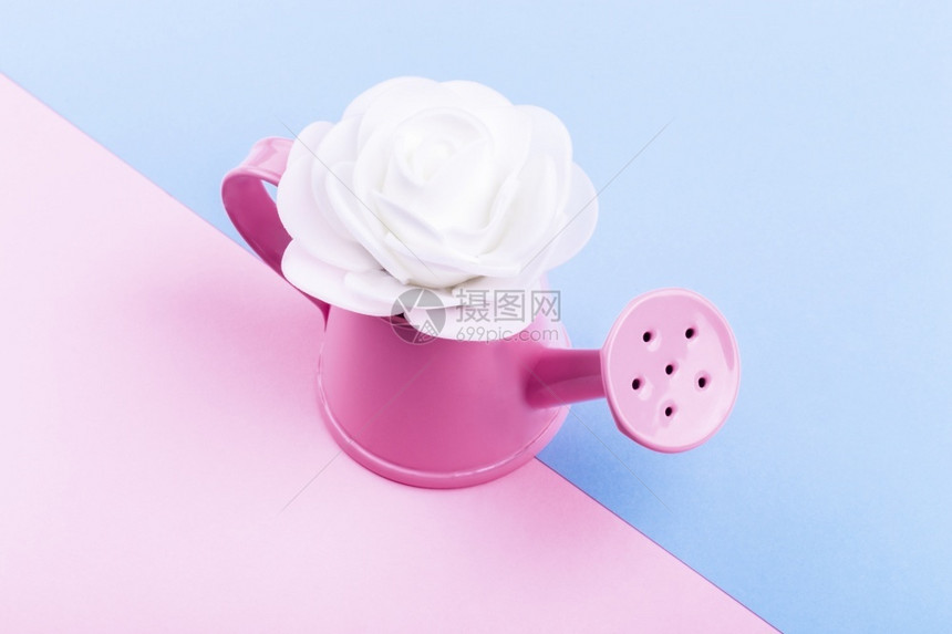 花粉红水罐用彩色背景的白人造玫瑰家一种图片