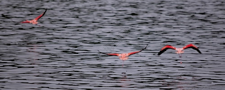 胡飞森安的列斯群岛粉色翅膀火烈鸟在高托梅尔湖起飞前即刻落背景