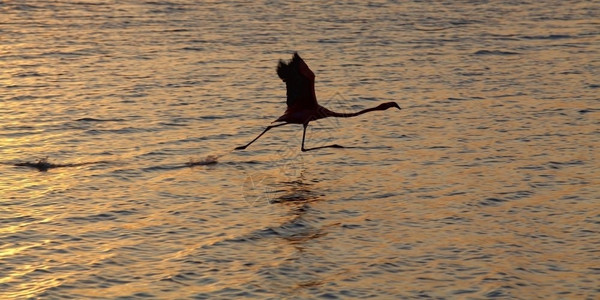 飞行火烈鸟在高托梅尔湖起飞前即刻落翅膀跑高清图片