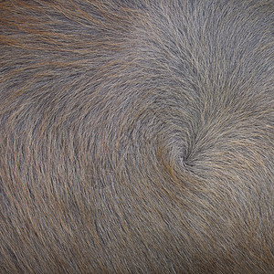 哺乳动物水牛毛皮纹理背景棕色的毛茸图片
