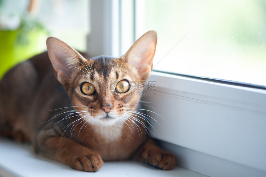 相机窗台上的美丽阿比西尼猫看着摄像机宠物眼睛图片
