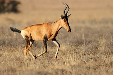 野牛一种腿在南非斑马山公园草原上运行的红色夏特阿勒塞拉普胡斯大公羊图片