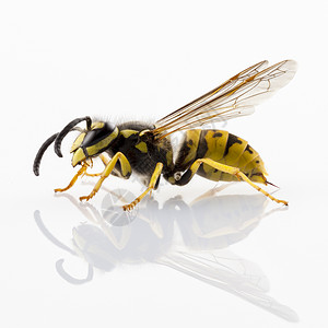 欧洲黄蜂膜翅目警告高清图片
