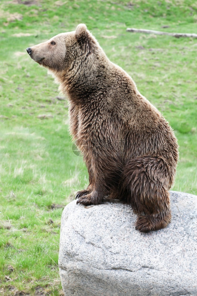 毛茸的猎人灰熊棕在岩石上图片