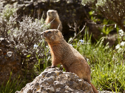 夹头啮齿动物坐在一块石头上其背景又站第二名的岩石上这些地面松鼠家族的成员在黄石公园和落基山脉中很常见YealstoneNationa背景