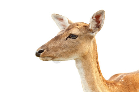 母鹿生物学讨好与白背景隔绝的落地鹿之后头达马肖像背景图片