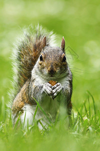 头发美丽的可爱灰色松鼠在草地上吃坚果尾巴图片