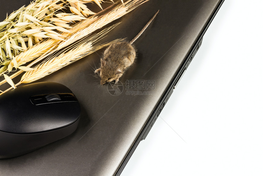 哺乳动物自然白底谷膝上型电脑输入设备老鼠和小粒子图片