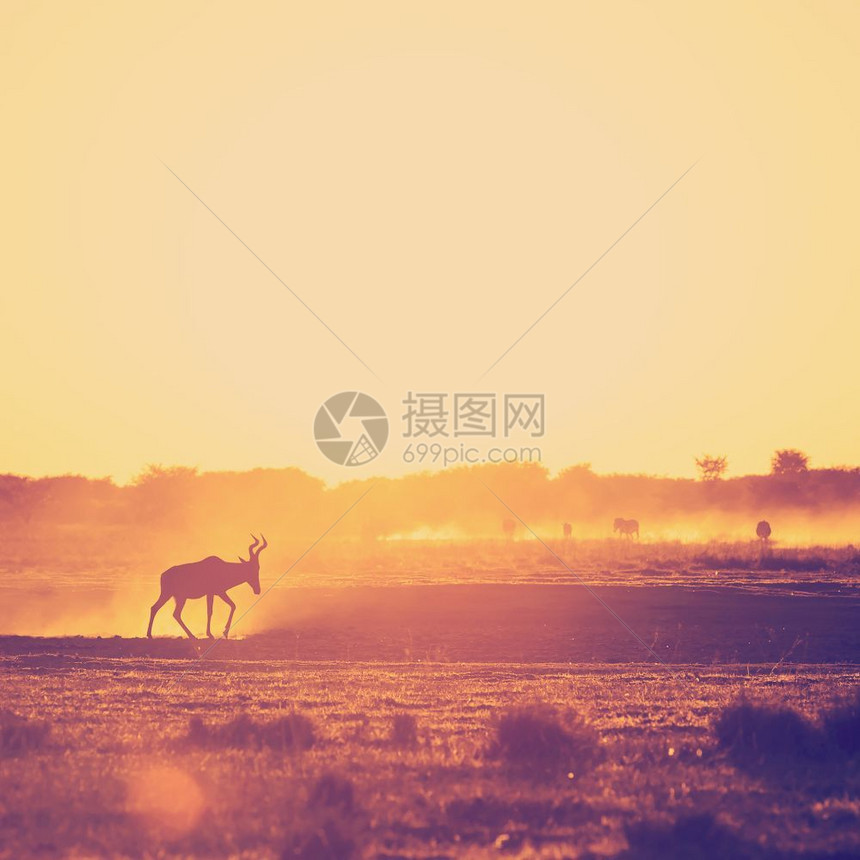 苹果浏览器野生动物非洲日落风景博茨瓦纳灰尘地上行走的木头黑斑马非洲有逆向Instagram风格过滤效应正方形图片