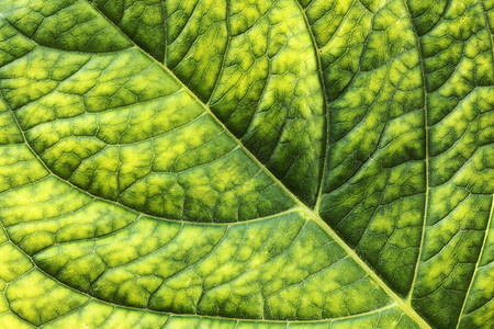 生长柔软度绿色新叶子纹理图像的细表面自然图片
