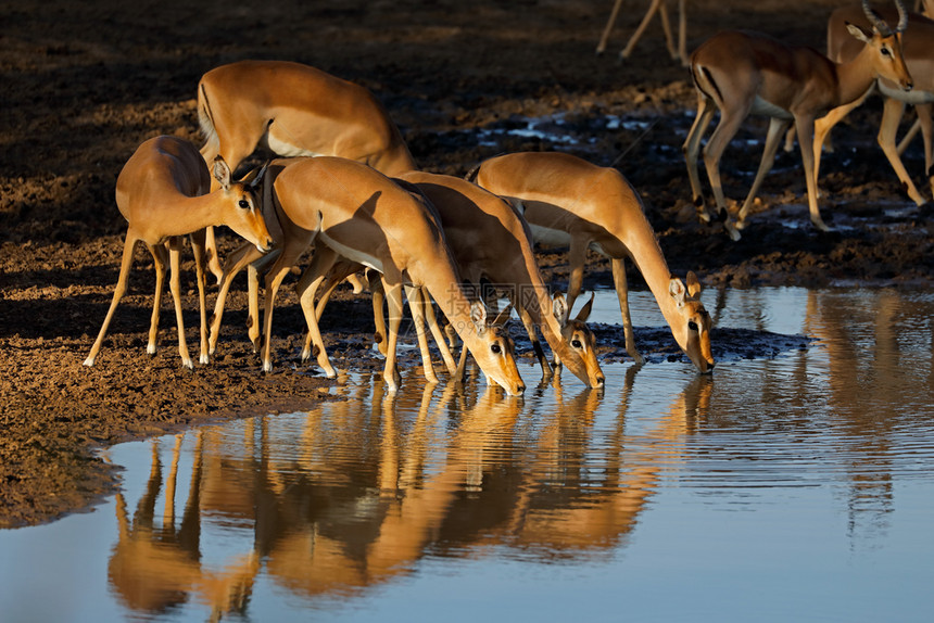 下午荒野晚光饮用水南非克鲁格公园KrugerNationPark国民图片