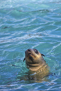 大西洋海豹保护海洋高清图片