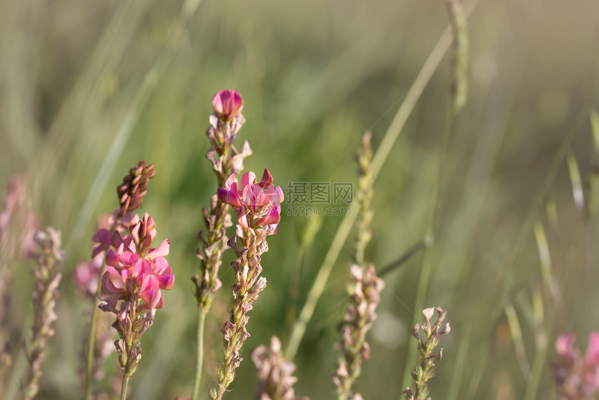 Esparcet粉红色花朵天然背景的Onobrychisvidifolia红树粉色花朵荸荠荒野未开垦图片