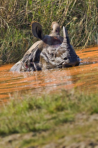 野生动物犀牛图片
