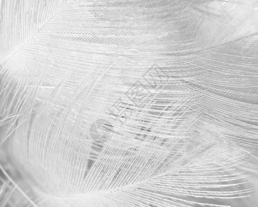 美丽线条白羽毛花布图案背景翅膀天使蓬松的图片