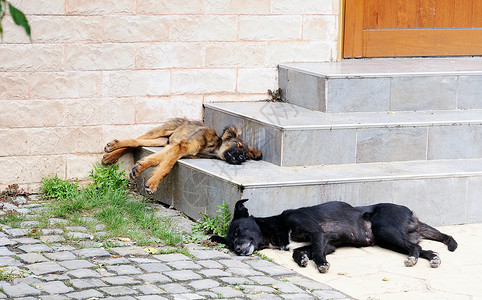 小狗城市的睡觉两只无家可归的狗睡在市街楼梯上图片