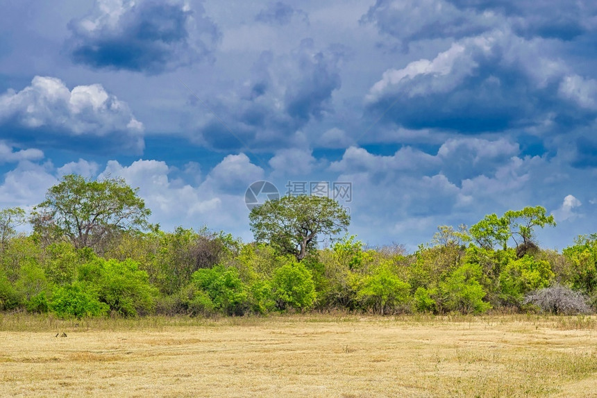 保护林地斯里兰卡Kauudulla公园草地和森林亚洲考杜拉图片