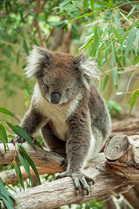 考拉澳大利亚人灰色的食物土生长澳大利亚Koala熊食用叶树背景