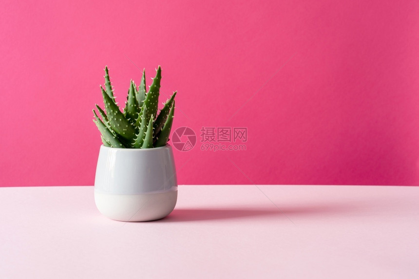 颜色新鲜的盆栽复制空间中粉红色背景多汁植物上的芦荟仙人掌最小的夏季静物概念多汁的图片