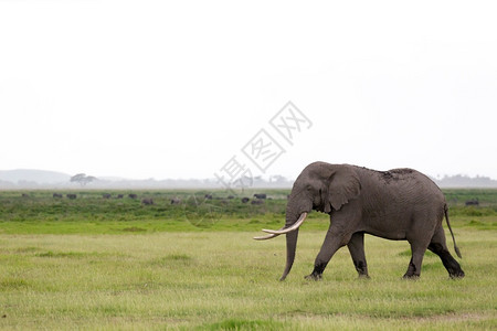 象牙非洲人自然肯尼亚公园大草原上的一头象公园草原上的一头象图片