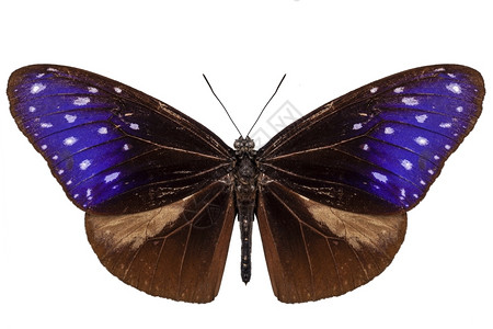 明亮的蛱蝶科达奈尼黄蝴棕蓝色和紫种EuploeaMuluciber白底隔离图片