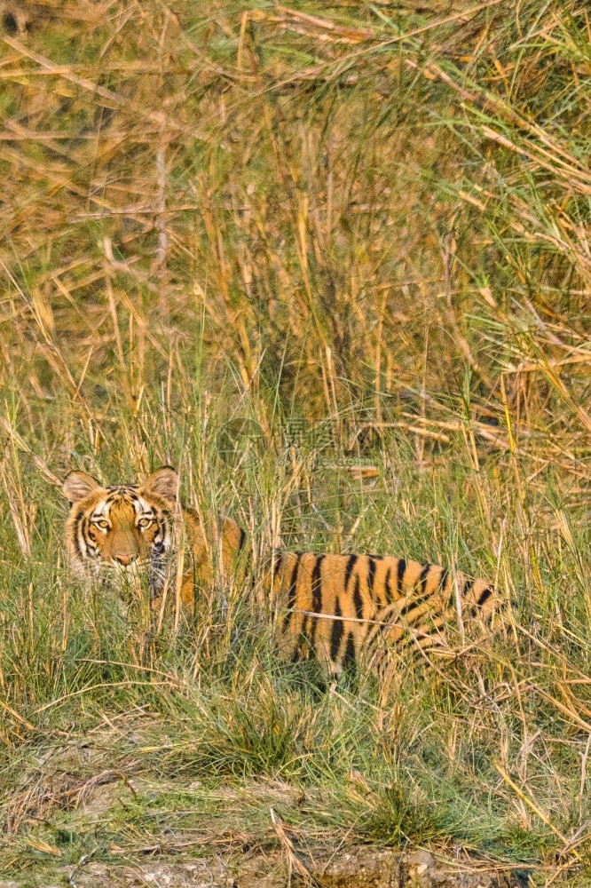 孟加拉虎Pantheratigristigris皇家巴迪亚国公园巴迪亚公园尼泊尔亚洲生物学自然绿图片