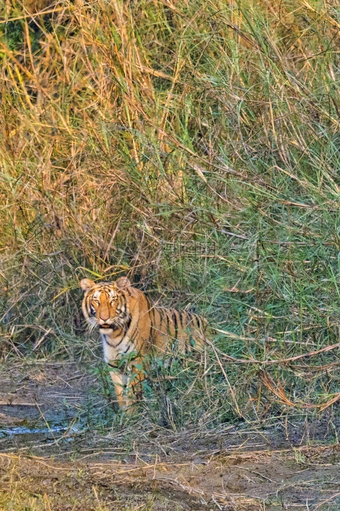 动物黑豹孟加拉虎Pantheratigristigris皇家巴迪亚国公园巴迪亚公园尼泊尔亚洲底格里斯河图片