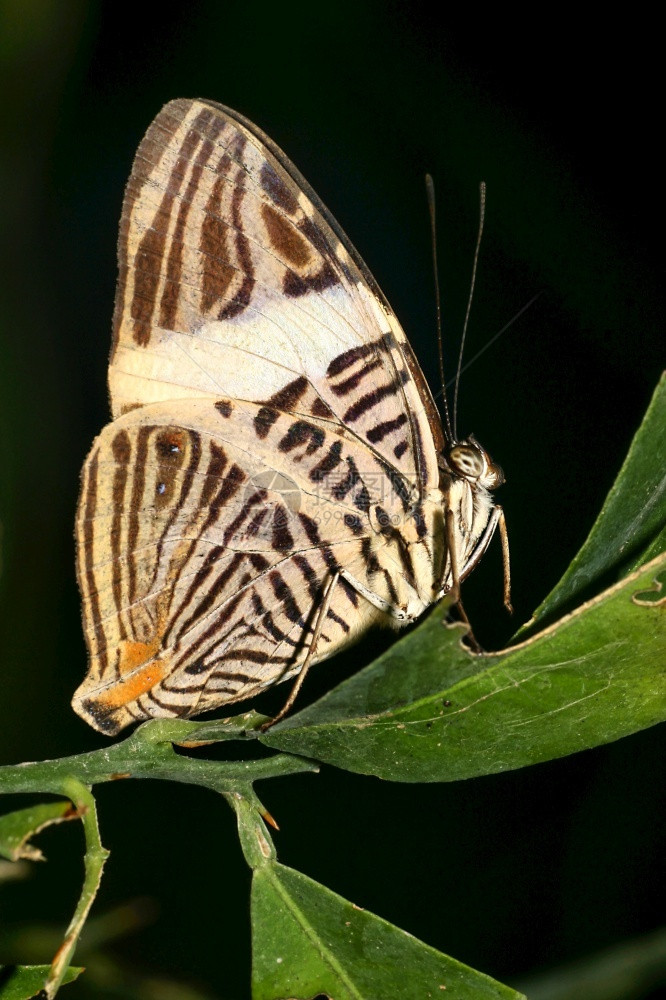 亚马逊流域昆虫学保护热带蝴蝶雨林纳波河流域亚马逊厄瓜多尔美洲图片