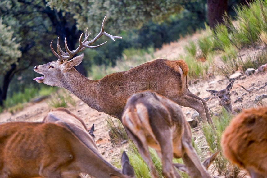 生态系统红鹿蓝鲁丁海季蒙佛拉圭公园生物圈保护区卡塞雷斯省西班牙埃特雷马杜拉欧洲红鹿埃尔福斯拉胡鲁廷季生态旅游预订图片