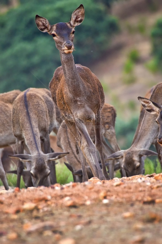 生态旅游荒芜之地红鹿CervuselaphusRutting季节Monfrague公园生物圈保护区卡塞雷斯省埃特马杜拉西班牙欧洲图片