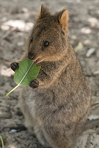 澳大利亚罗特涅斯岛短尾矮袋鼠高清图片