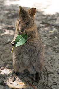 澳大利亚罗特涅斯岛短尾矮袋鼠背景