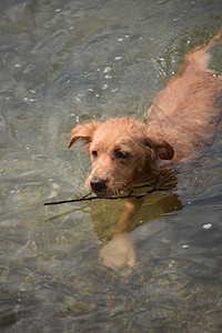 哺乳动物雅茅斯托勒狗用棍子在海中游泳的可爱小狗新人背景图片