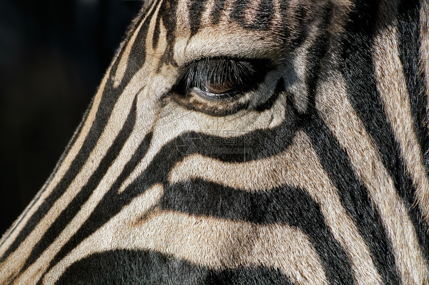 苹果浏览器荒野线条南非普莱恩斯伯切尔斑马Equusquagga眼睛的特写镜头图片