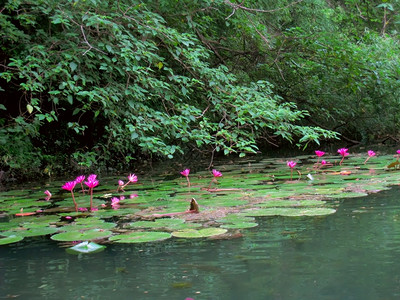 和平池塘越南宁TrangAnNinhBinh平静的图片