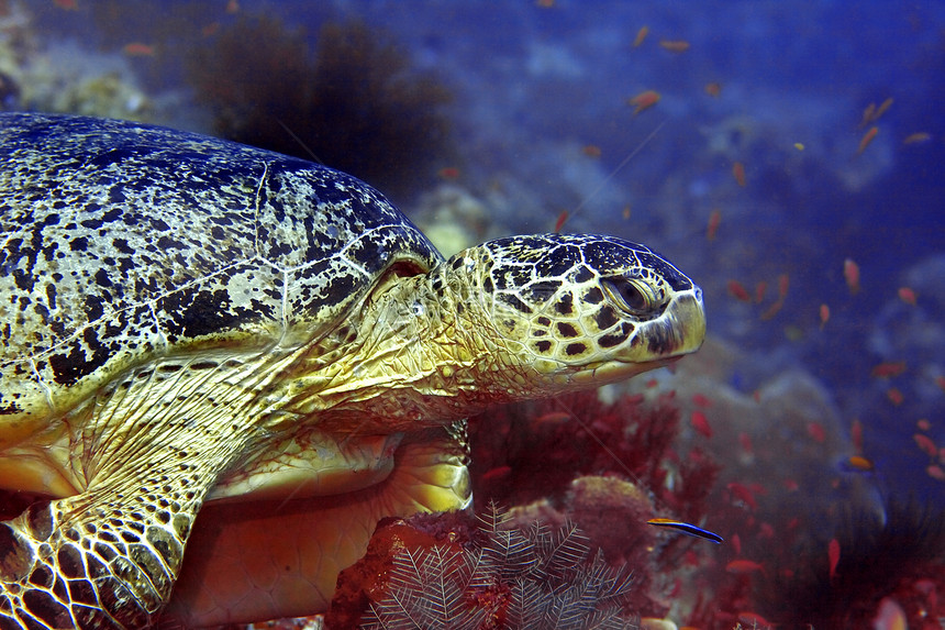 咬贝壳马来西亚婆罗洲巴丹的绿海龟浮潜图片