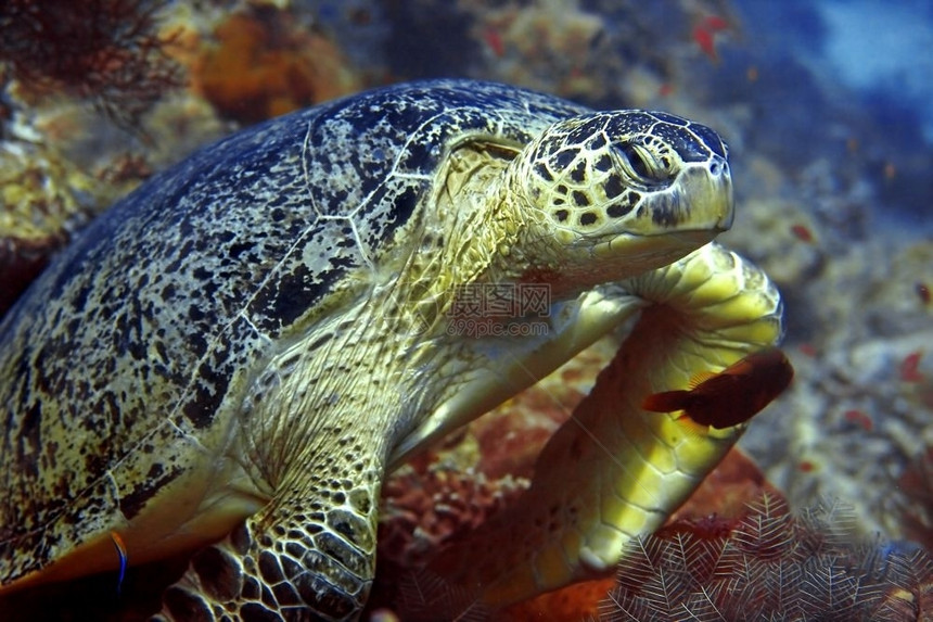 咬旅行马来西亚婆罗洲巴丹的绿海龟帕隆图片