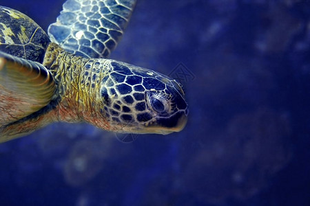 潜水点脸嘴马来西亚婆罗洲巴丹的绿海龟图片