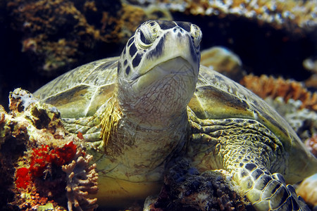嘴游泳玳瑁马来西亚婆罗洲巴丹的绿海龟图片