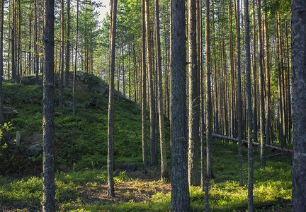 松树针叶未开垦高山在夏日的迷幻森林在深下午的绿山在昏暗森林里图片