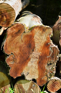 树桩叶子林中砍伐的树苗年龄图片
